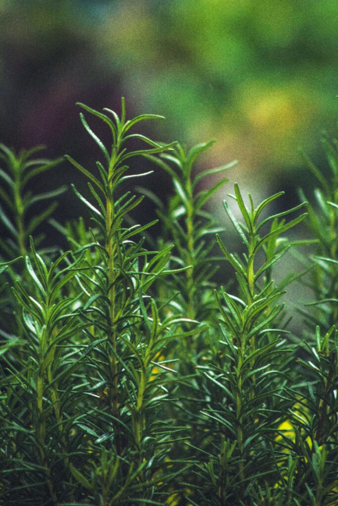 rosemary leaves